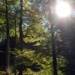 Allgäuer Wald bei Oberstdorf im Sonnenlicht