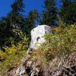 Baumstumpf im Allgäu bei Oberstdorf