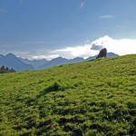Weidende Kuh auf einer Wiese bei Oberstdorf im Allgäu
