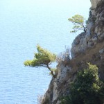 Bäume an den Steilhängen von Capri (Italien)
