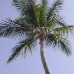Karabische Palme in der Dominikanischen Republik