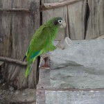 Papagei in der Dominikanischen Republik