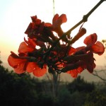 Klatschmohn auf Kos (Griechenland) in der Abenddämmerung