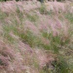 Gras weht im Wind auf Marco Island in Florida