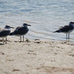 Strandvögel auf Marco Island in Florida