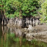Sumpf auf Marco Island in Florida