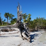 Alter Baum am Strand von Sanibel Island in Florida