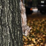 Eichhörnchen im Central Park in New York City