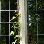 Efeu am Fenster in Potsdam