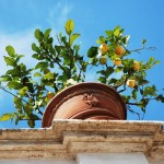 Zitronenbäumchen in der Villa d´Este in Tivoli (Italien)