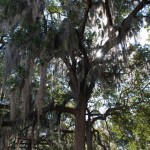 Spanish Moss in Savannah