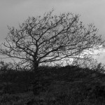 Baum im Wind auf Spiekeroog