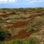 Heide auf Spiekeroog