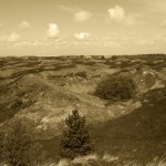 Heidelandschaft auf Spiekeroog