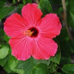Blume in St. Augustine (Florida)
