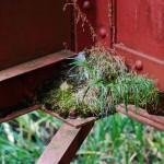 Natur und Stahl auf der Zeche Zollverein in Essen