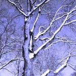 Bäume im Winter in Ickern in Castrop-Rauxel