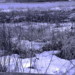 Winter auf Rügen