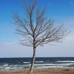 Baum auf Rügen