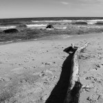 Ast am Strand auf Rügen