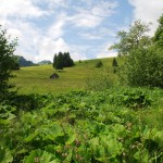 Wiesenlandschaft im Allgäu