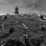 Holzstümpfe im Allgäu