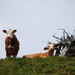 Still ruht die Kuh im Allgäu