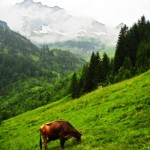 Grasende Kuh in der Allgäuer Bergwelt