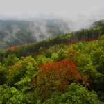 Nebel über den Wäldern von Karlsbad