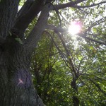 Sonne scheint auf Bäume in Karlsbad