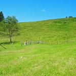 Wiesenlandschaft im Umland von Bad Tölz