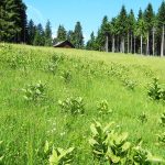 Wiesen und Wälder prägen das Umland von Bad Tölz