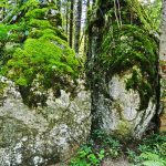 In den Wäldern rund um Bad Tölz