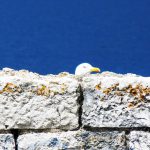 Möwe in der Alten Festung in Korfu Stadt