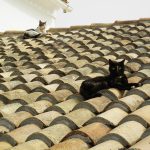 Katzen auf dem Dach des Klosters Vlacherna in Korfu Stadt