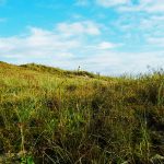 Wiesenlandschaft auf Norderney