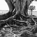 Alter Baum am Caloosahatchee River in der Winterresidenz von Henry Ford in Fort Myers (Florida)