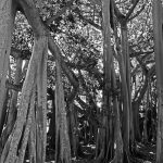 Banyantrees in der Winterresidenz von Thomas Alva Edison in Fort Myers (Florida)