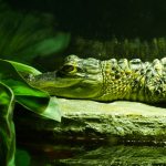 Alligator im Mote Marine Laboratory & Aquarium in Sarasota (Florida)