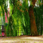 Alter Baum am Alten Kran in Lüneburg