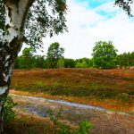 Die Lüneburger Heide