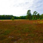 Heidelandschaft bei der Oldendorfer Totenstatt in der Lüneburger Heide