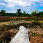 Ausgetrockneter Baustamm in der Lüneburger Heide