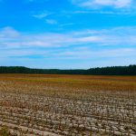 Gerodetes Feld in der Lüneburger Heide