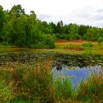 Teich am Marxener Paradies in der Lüneburger Heide