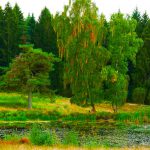 Bäume im Marxener Paradies in der Lüneburger Heide